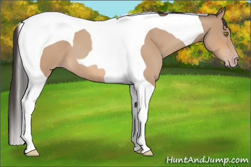 Horse Color: Amber Champagne Roan Tobiano 