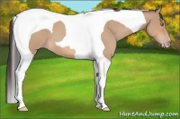 Horse Color:Amber Champagne Roan Tobiano 