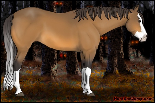 Horse Color: Buckskin Splash 