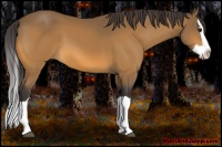 Horse Color:Buckskin Splash 