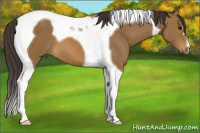 Horse Color:Buckskin Tobiano 