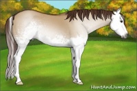 Horse Color:Gray White Spotted Red Dun Splash 