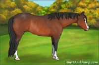 Horse Color:Bay Sabino Rabicano