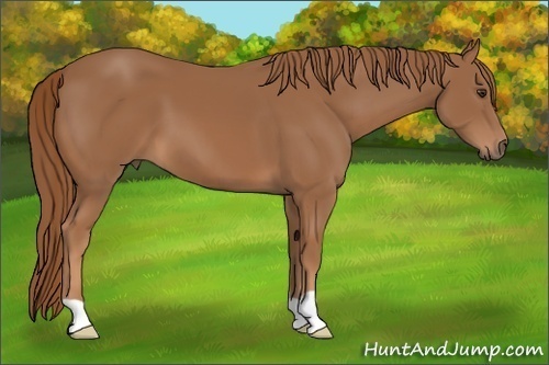 Horse Color:Chestnut 