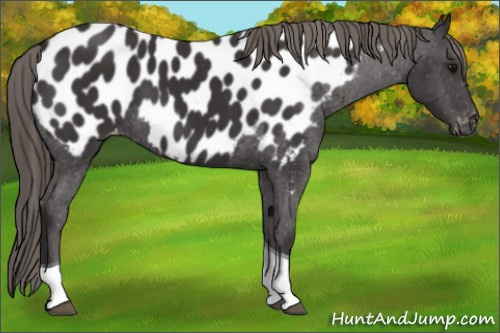 Horse Color: Buckskin Tobiano Blanket Rabicano 
