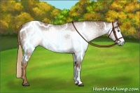 Horse Color:Gray Chestnut Frame 