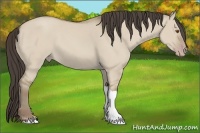 Horse Color:Classic Champagne Dun 