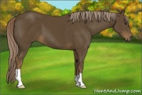Horse Color:Chocolate Palomino 