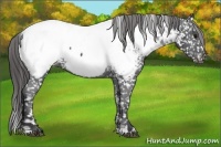 Horse Color:Black Appaloosa 