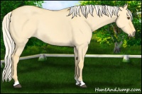 Horse Color:Palomino Dun Rabicano 