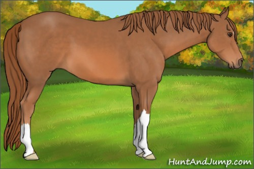 Horse Color: Chestnut 
