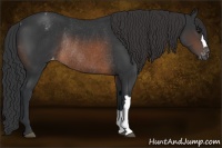 Horse Color:Brown Appaloosa Rabicano 