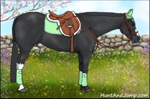 Horse Color:Black 
