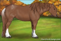 Horse Color:White Spotted Chestnut Sabino
