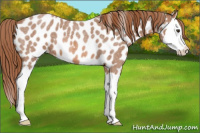 Horse Color:Red Roan Splash Leopard 