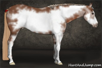 Horse Color:White Spotted Liver Chestnut Frame