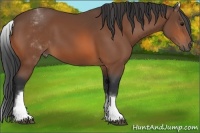 Horse Color:White Spotted Bay 