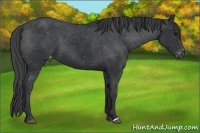 Horse Color:Black Appaloosa 