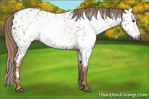 Horse Color:Gray Chestnut Near Leopard 