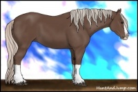 Horse Color:Silver Black Splash