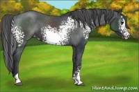 Horse Color:White Spotted Black Sabino Appaloosa 