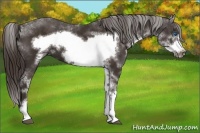 Horse Color:Liver Chestnut Sabino Frame 