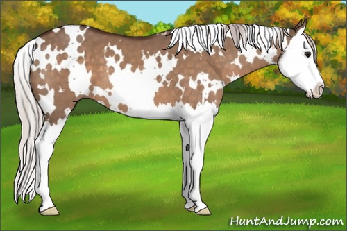 Horse Color:White Spotted Silver Bay Dun Splash 