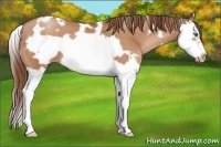 Horse Color:White Spotted Bay Pearl Splash Frame 