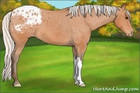 Horse Color:Silver Bay Appaloosa 