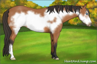 Horse Color:Bay Frame