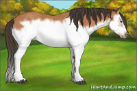 Horse Color:Bay Splash Frame 