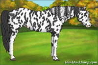 Horse Color:Black Appaloosa 