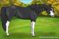 Horse Color:Black Splash Frame 