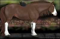 Horse Color:Liver Chestnut Splash 