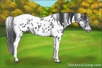 Horse Color:White Spotted Black Splash Tobiano Frame Near Leopard 
