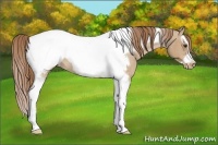Horse Color:Red Dun Roan Splash Tobiano Frame Near Fewspot 