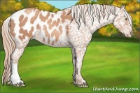 Horse Color:Gold Champagne Appaloosa 