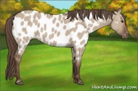 Horse Color:Liver Red Dun Roan Near Leopard 