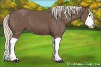 Horse Color:Silver Black Splash 