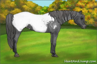 Horse Color:Brown Appaloosa 