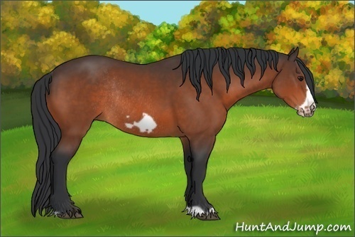 Horse Color: Bay Frame Rabicano 