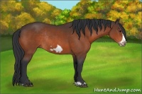 Horse Color:Bay Frame Rabicano 