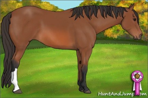 Horse Color: Bay 