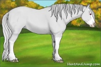 Horse Color:Silver Bay Chinchilla Splash 
