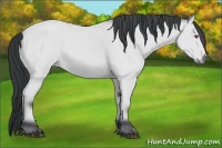 Horse Color:Bay Chinchilla 