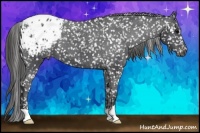 Horse Color:Black Blanket 