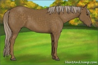 Horse Color:Chocolate Palomino 