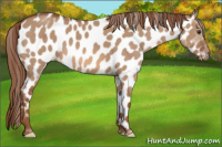 Horse Color:Liver Red Dun Appaloosa 