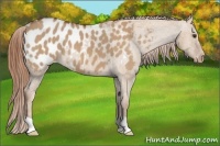Horse Color:Red Dun Appaloosa 
