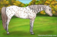 Horse Color:Bay Dun Appaloosa